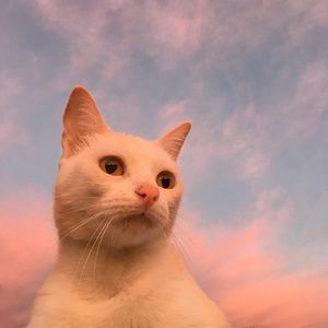 Meet your Posher, Melody